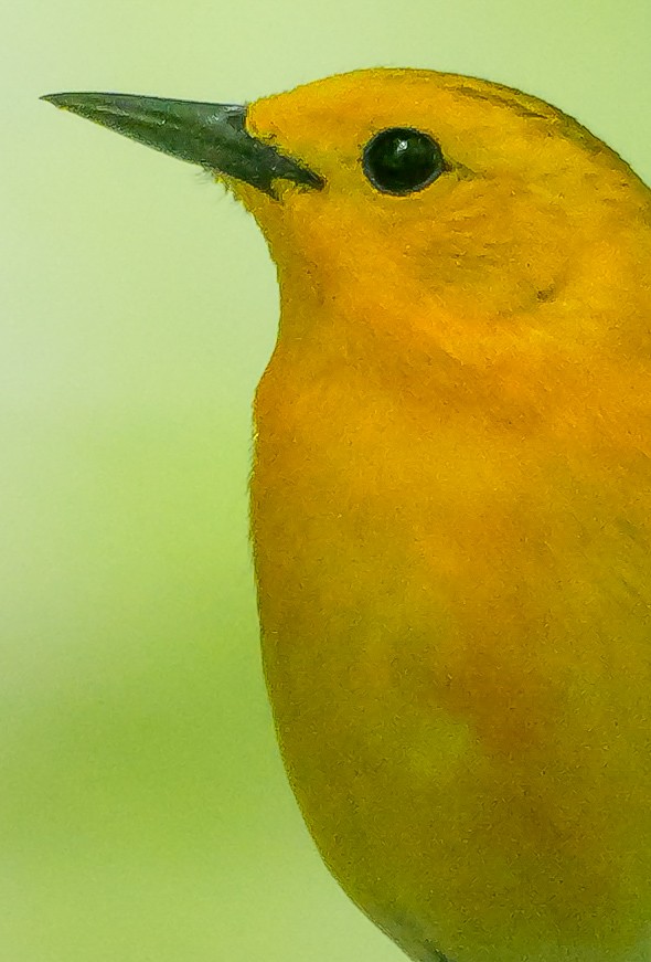 Prothonotary Warbler - Roger Horn