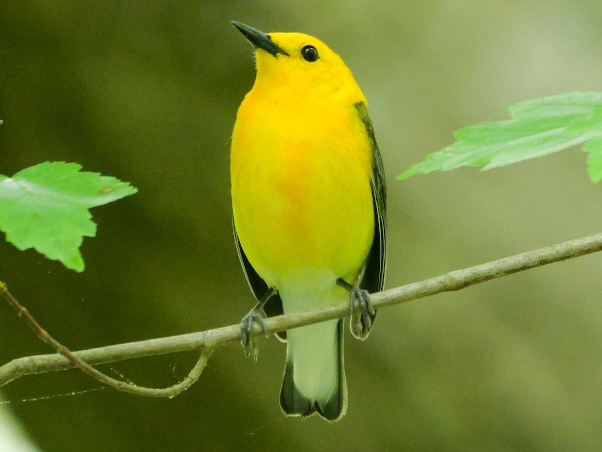 Prothonotary Warbler - ML619057727