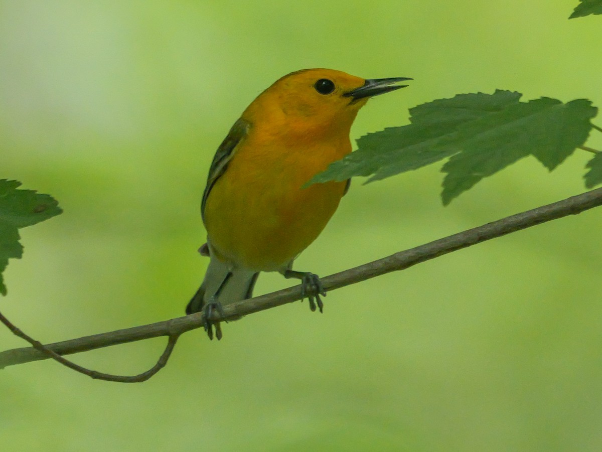 Prothonotary Warbler - ML619057728
