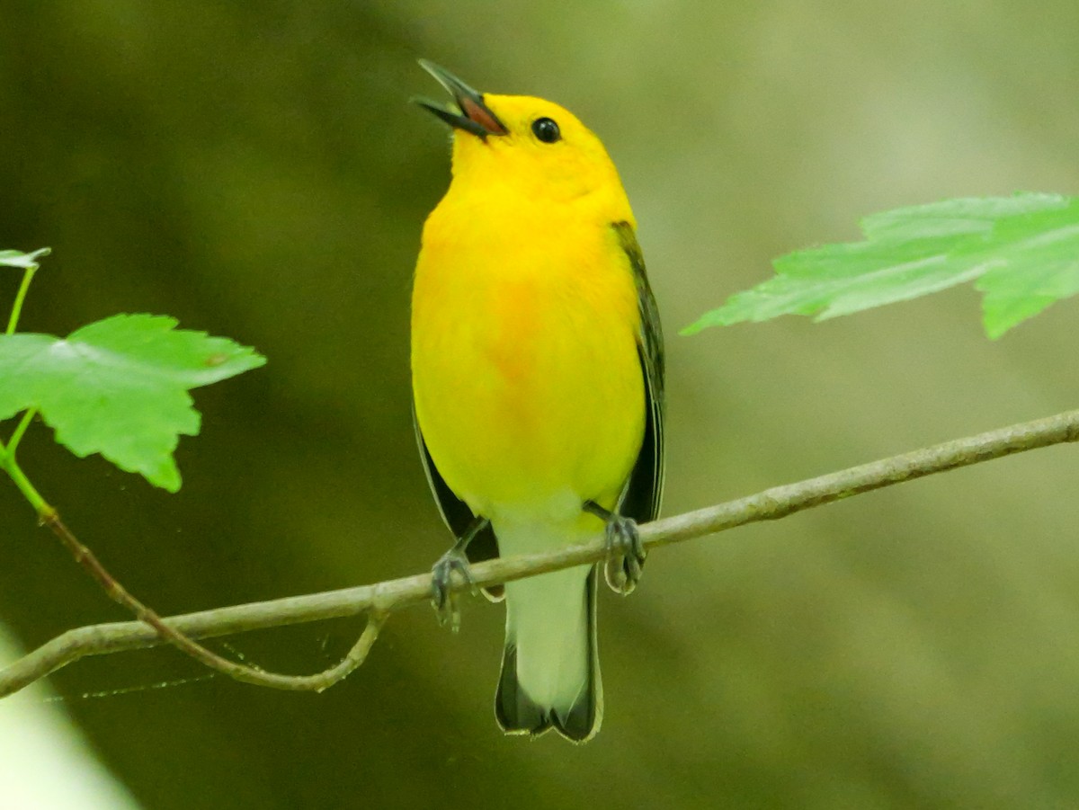 Prothonotary Warbler - ML619057730