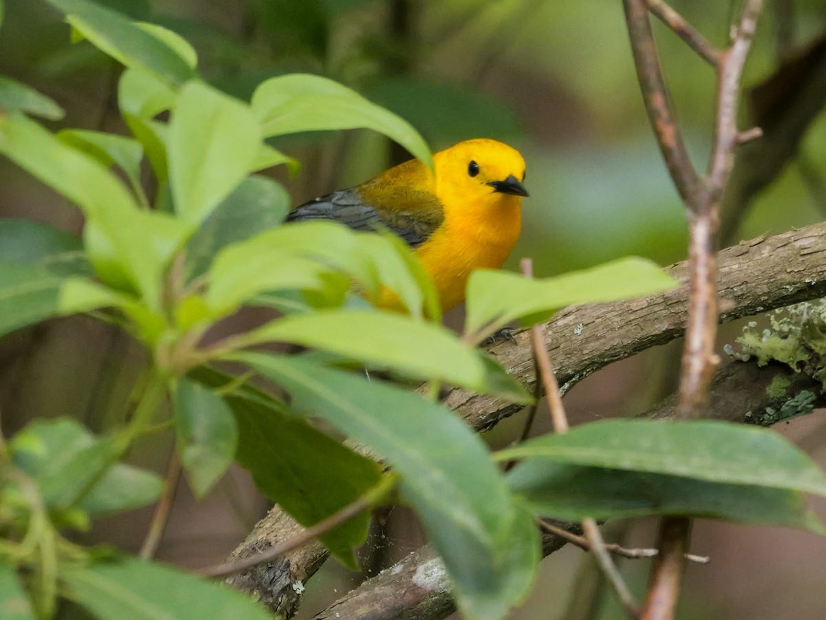 Prothonotary Warbler - ML619057731