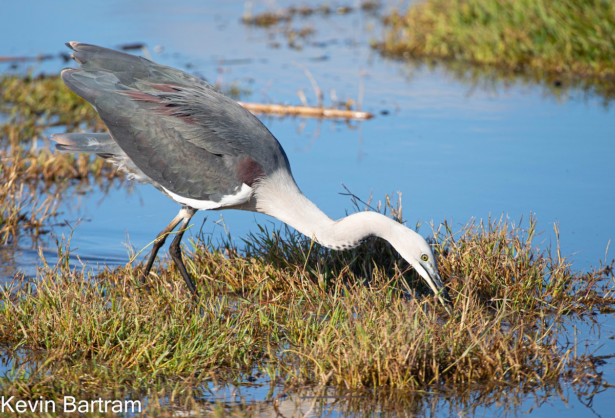 Pacific Heron - Kevin Bartram