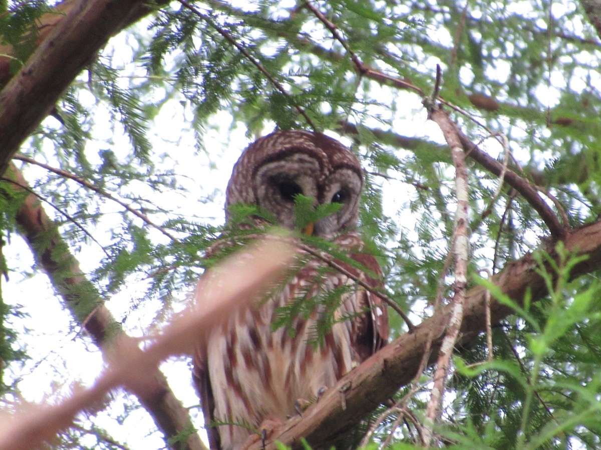 Barred Owl - jerry hutchinson