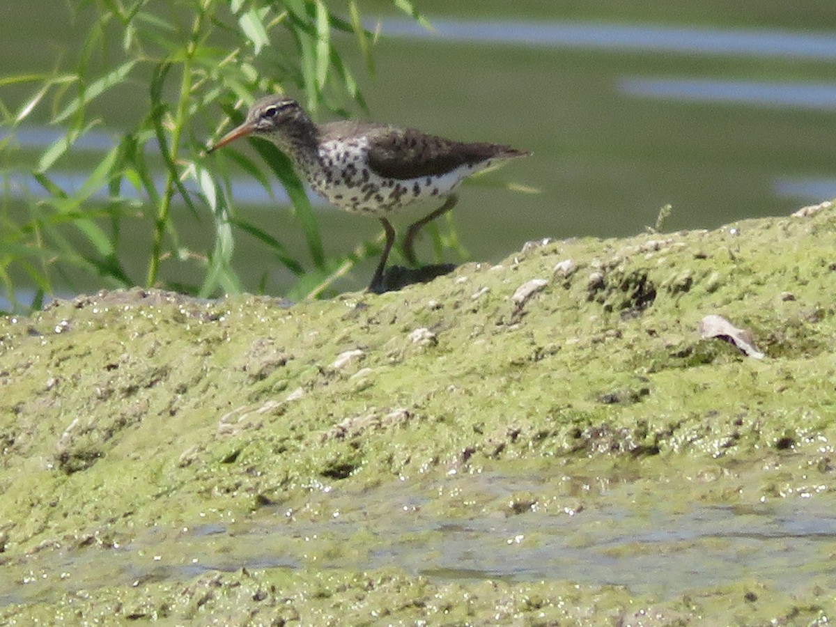 Spotted Sandpiper - ML619057758