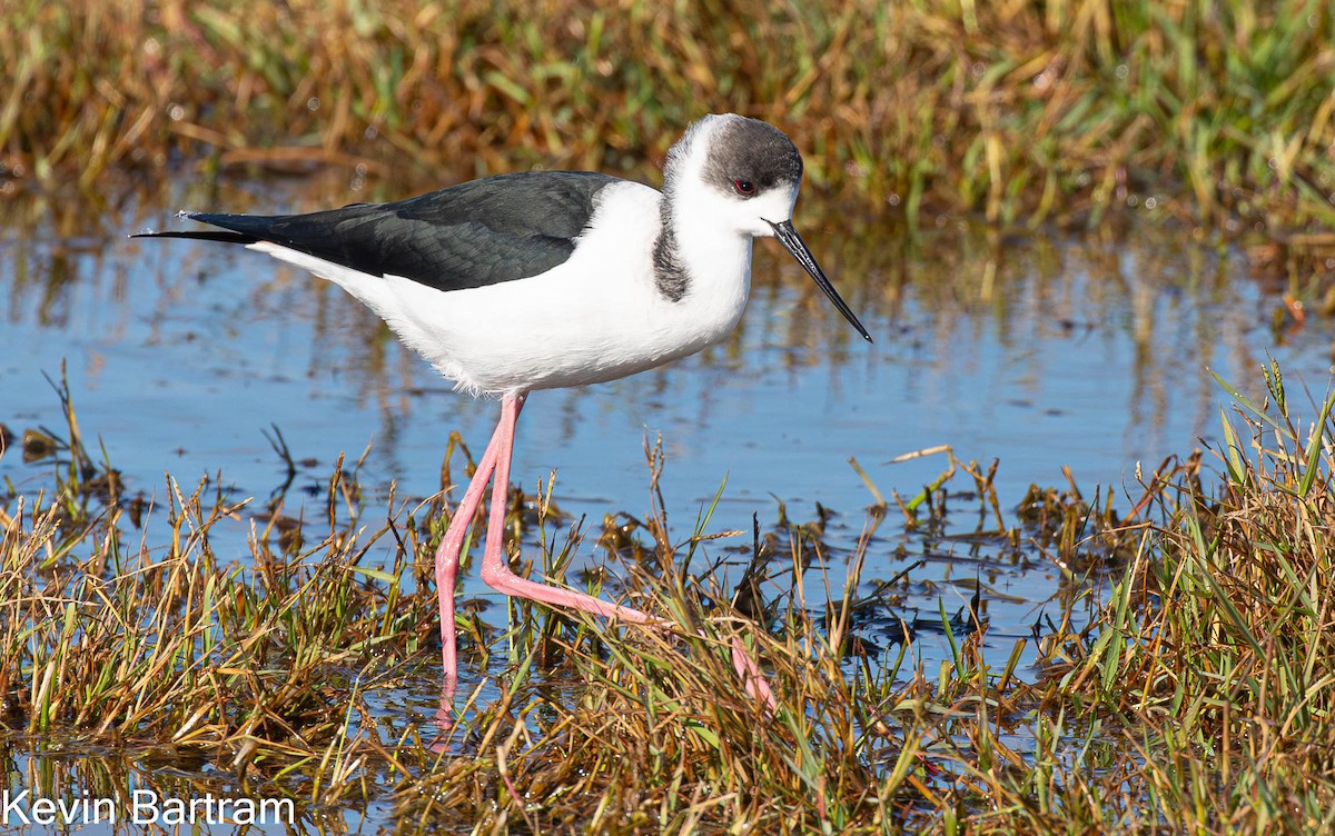 Pied Stilt - Kevin Bartram