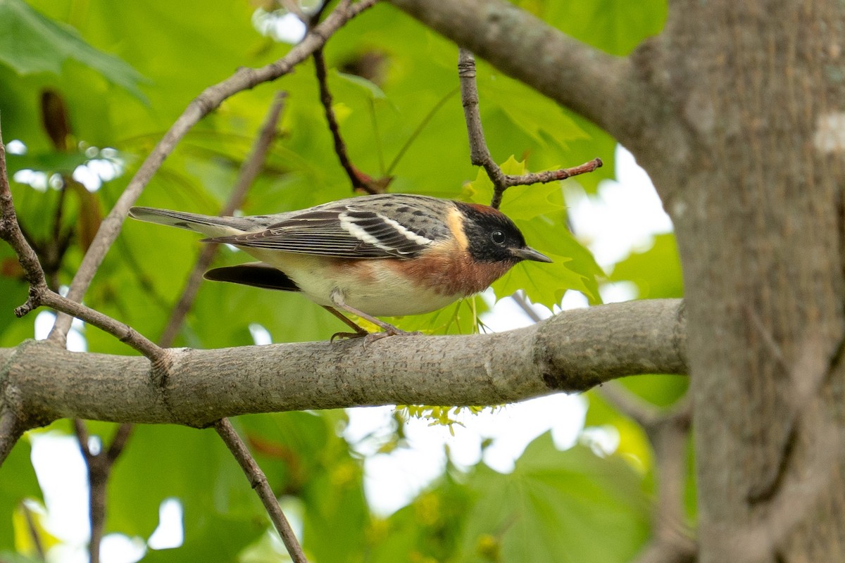 Bay-breasted Warbler - Bernard Rodrigue