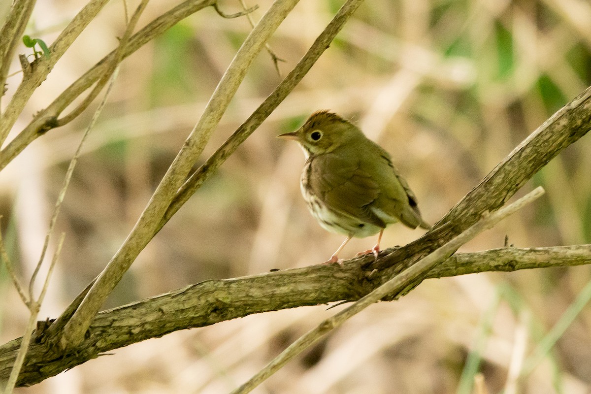 Ovenbird - ML619057831