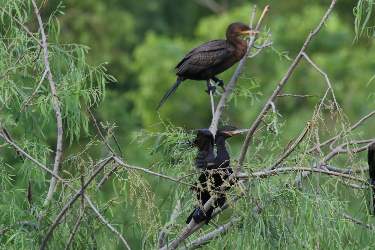 Neotropic Cormorant - ML619057841