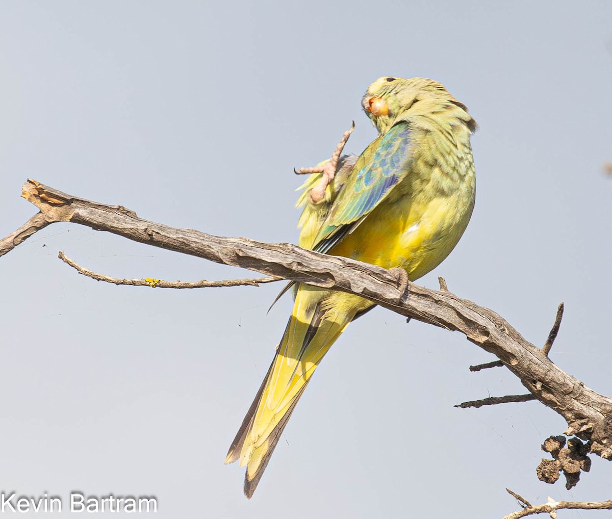 Blue-winged Parrot - ML619057852