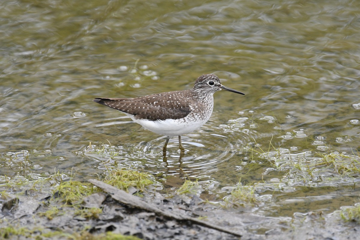 Solitary Sandpiper - Martin Bourbeau