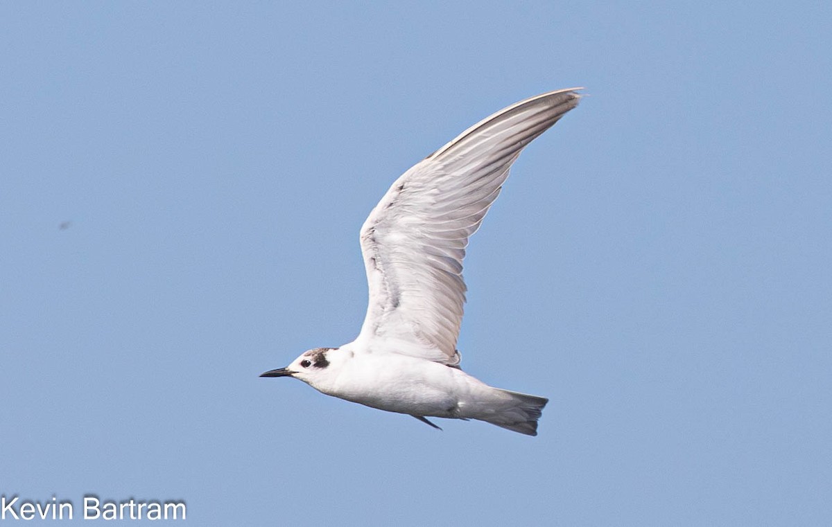 White-winged Tern - Kevin Bartram