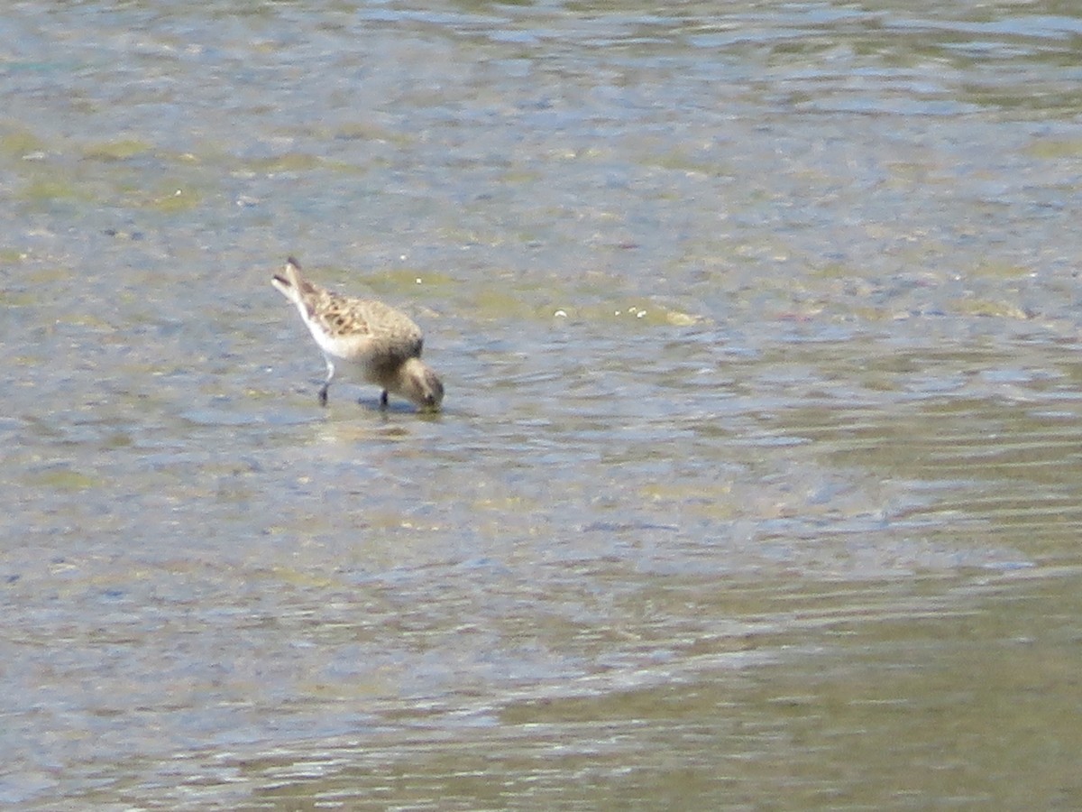 Baird's Sandpiper - ML619057908