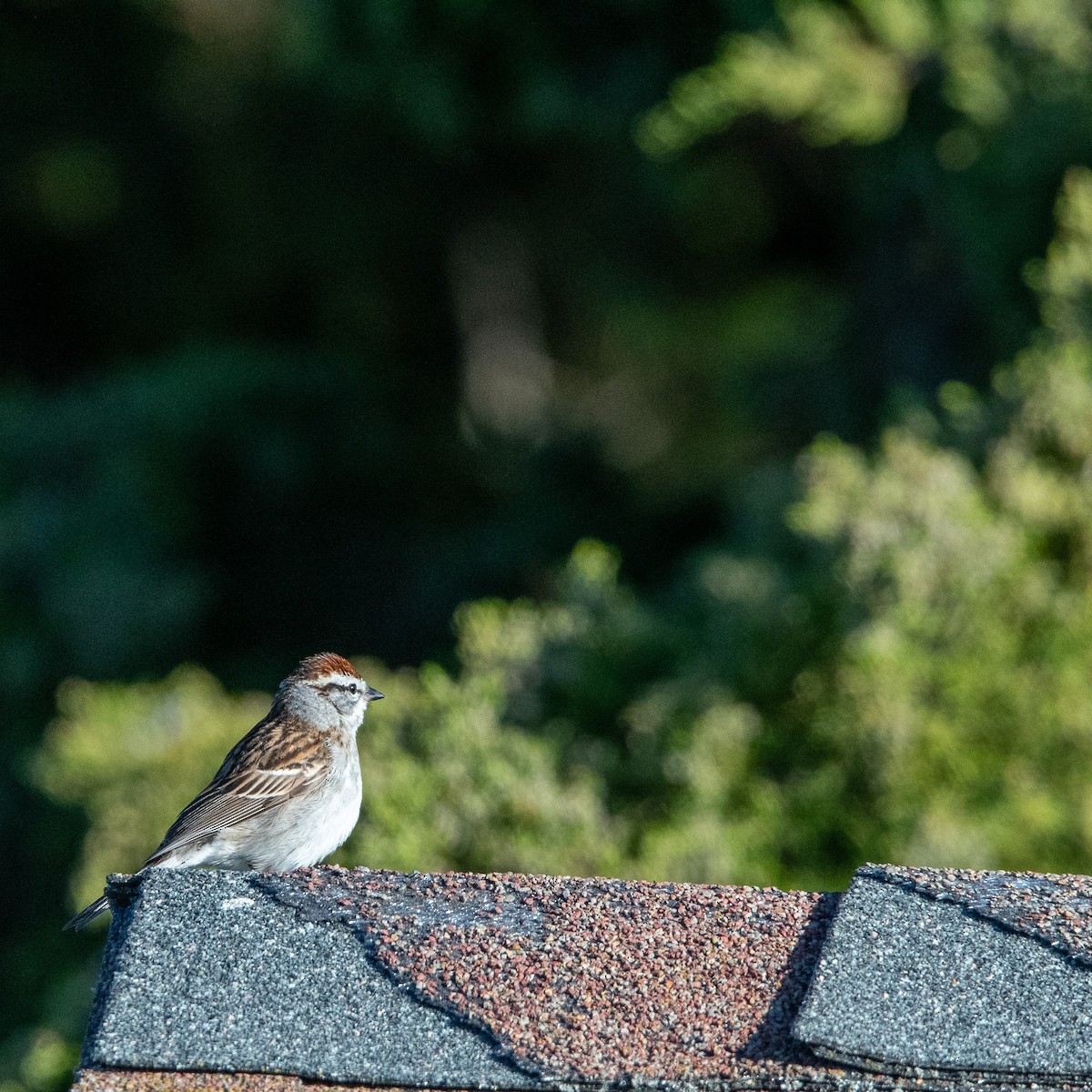 Chipping Sparrow - Chris Camarote
