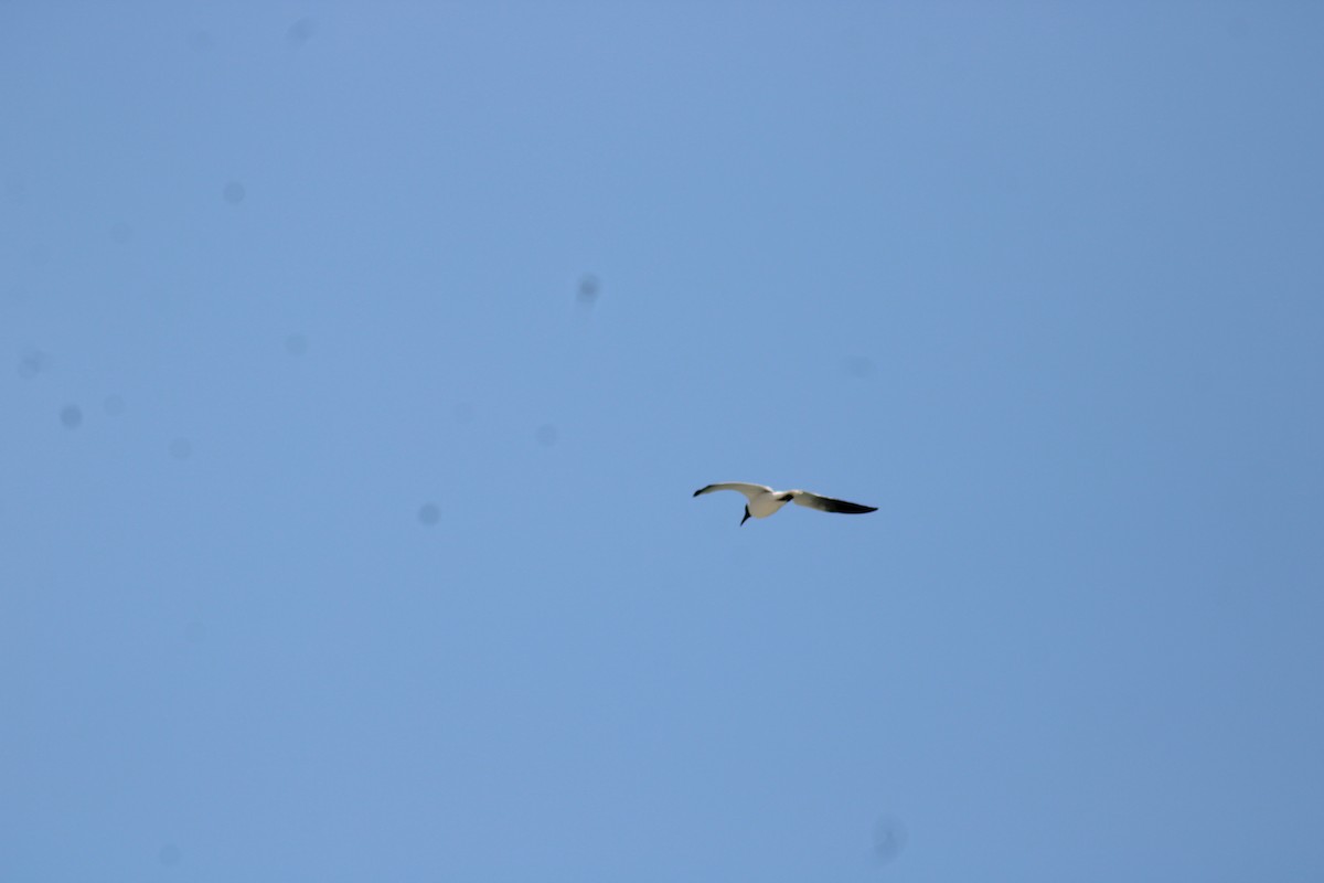 Laughing Gull - Janet Storr