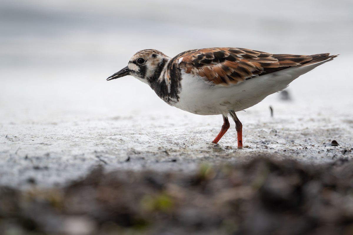 Ruddy Turnstone - M K