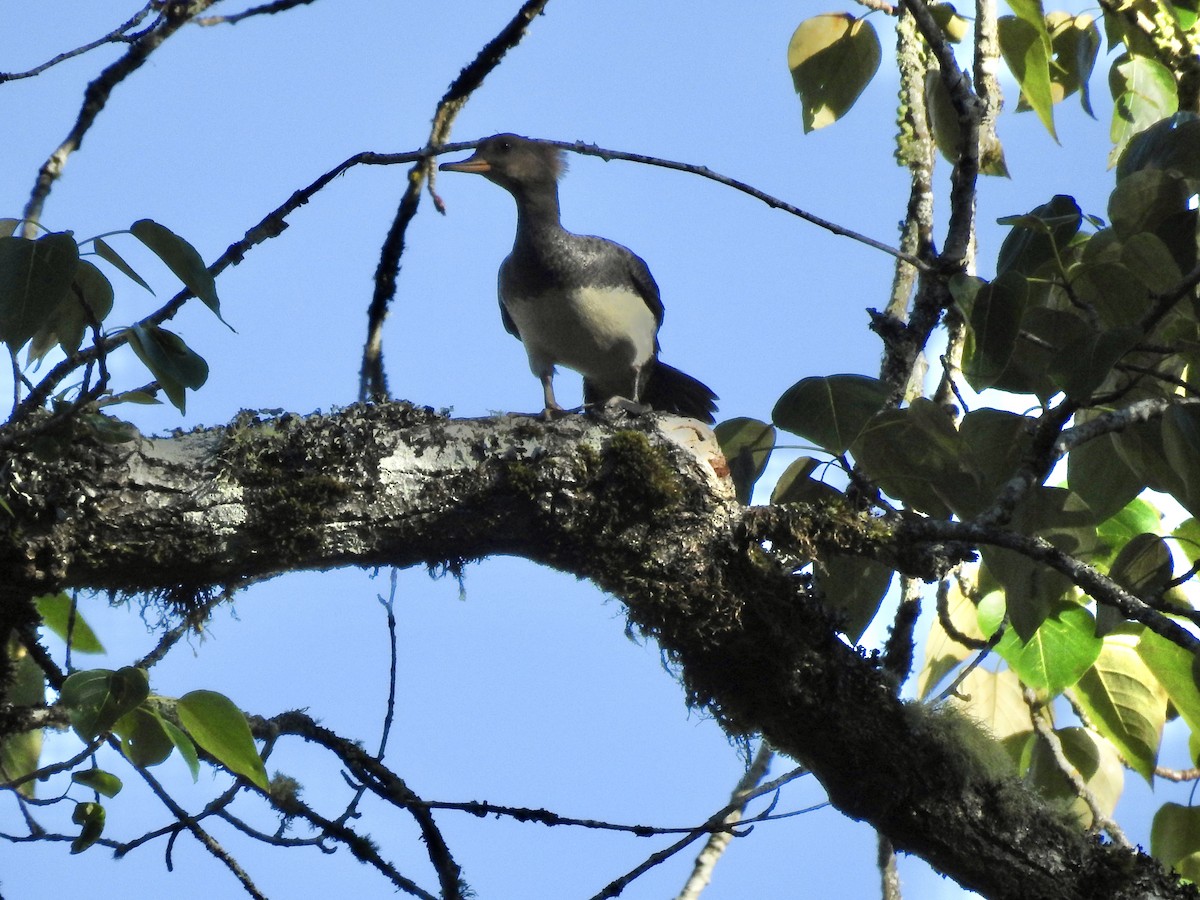 Hooded Merganser - ML619057967