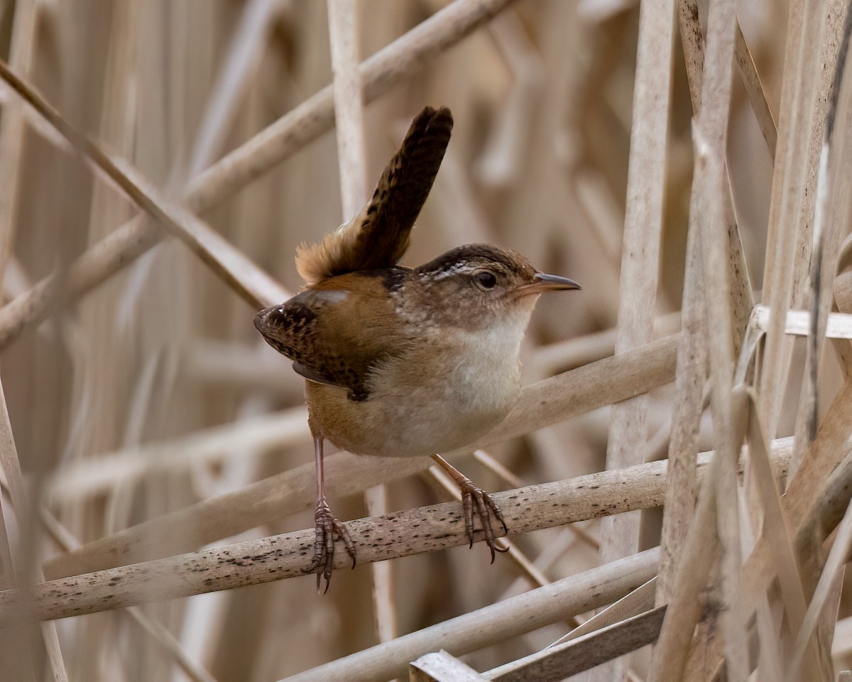 Marsh Wren - Kelly White