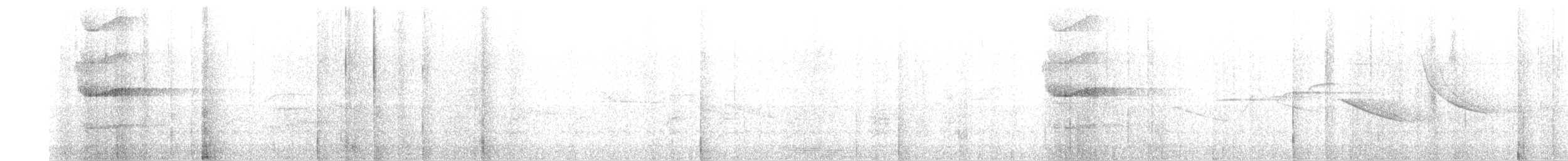 Grallaire ceinturée - ML619057979