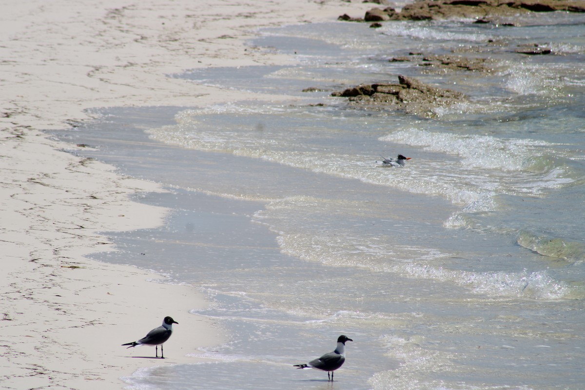 Laughing Gull - Janet Storr