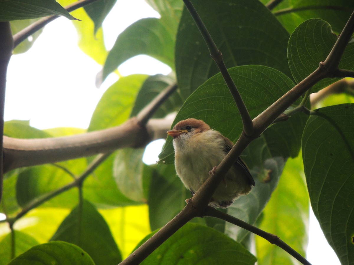 Rufous-naped Greenlet - Fredy Alexander Paez Moreno