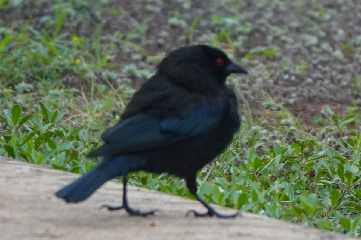 Bronzed Cowbird - BettySue Dunn