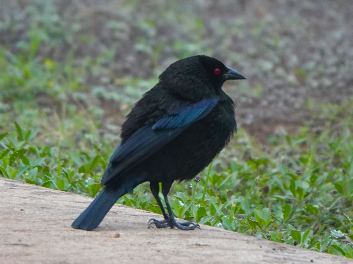 Bronzed Cowbird - BettySue Dunn