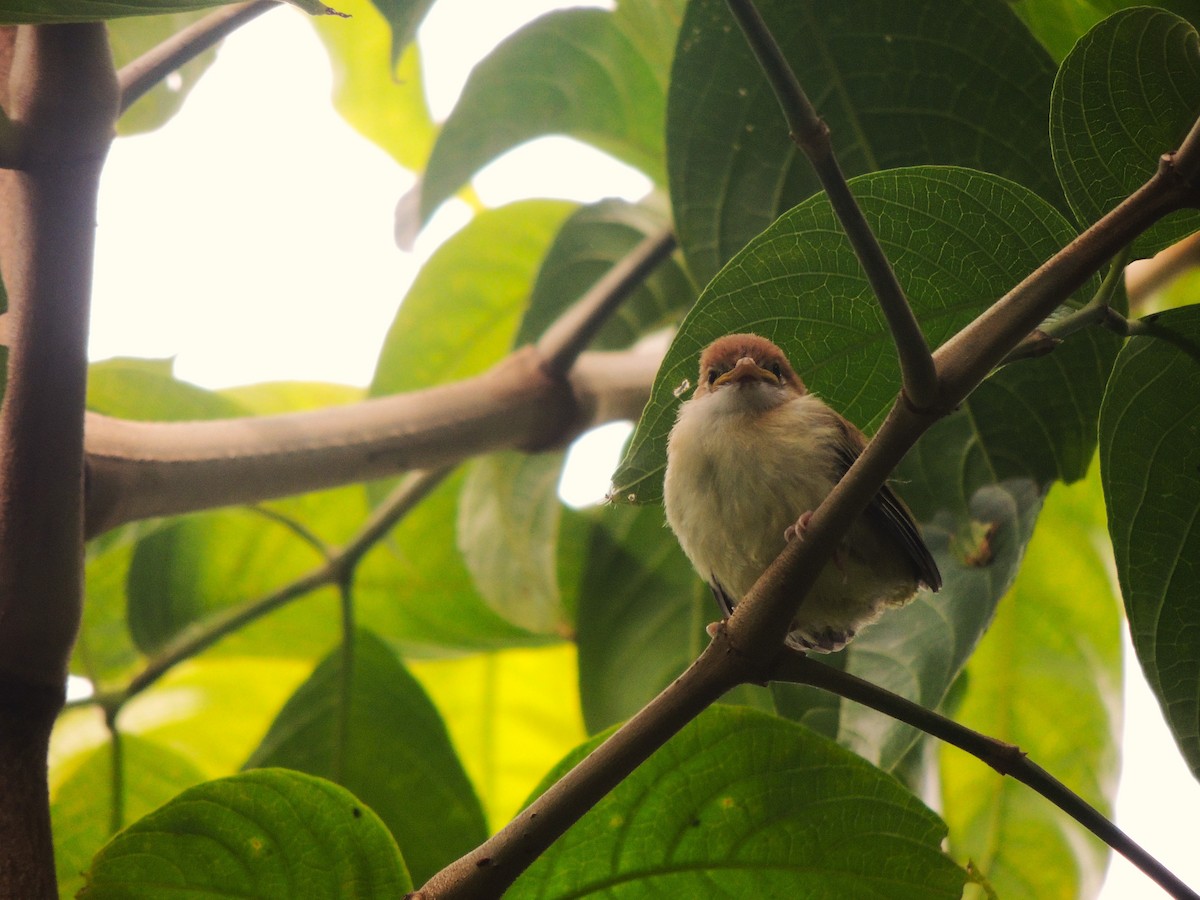 Rufous-naped Greenlet - Fredy Alexander Paez Moreno