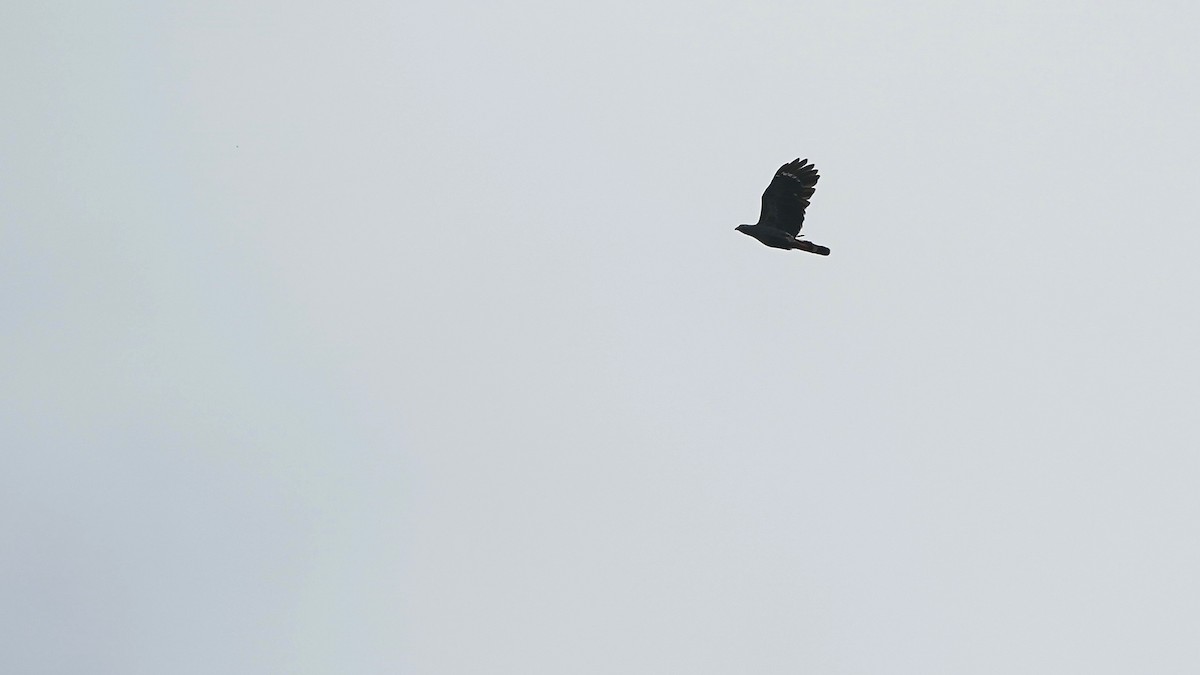 Crane Hawk - Indira Thirkannad