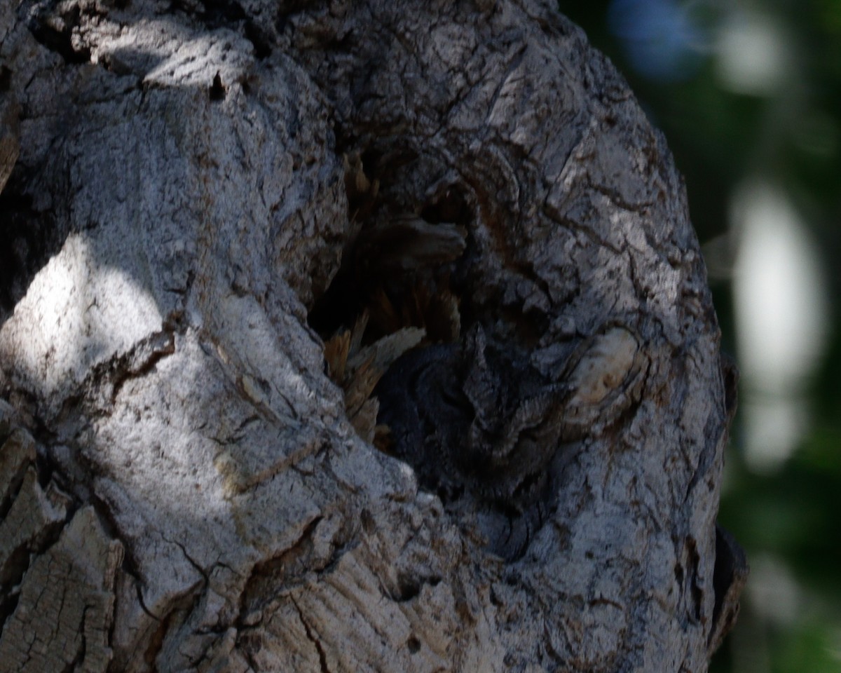 Western Screech-Owl - Daphne Asbell