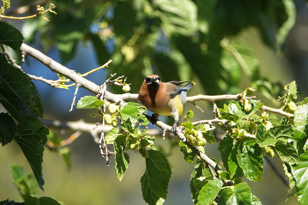 Cedar Waxwing - ML619058160