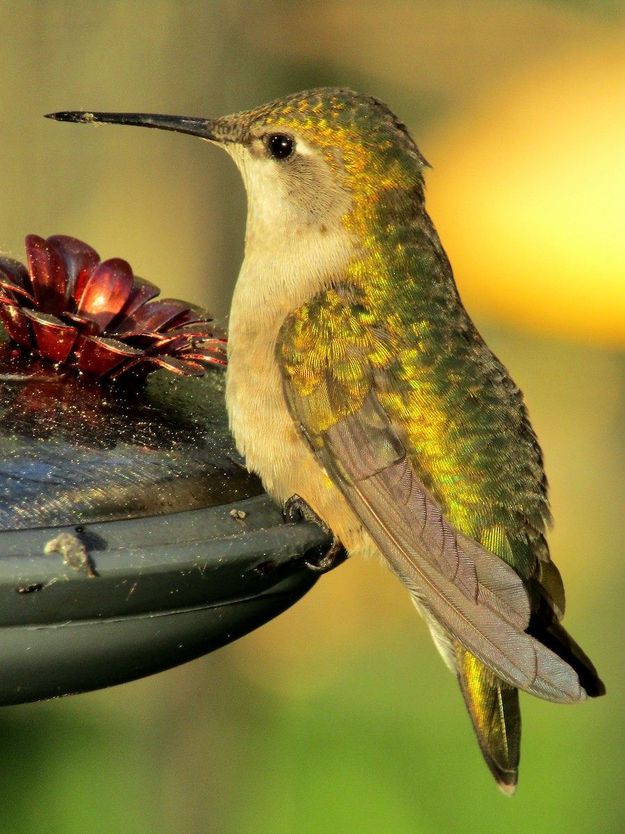 Ruby-throated Hummingbird - Adrienne Burn