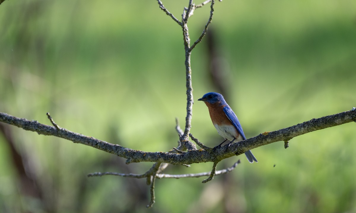 Eastern Bluebird - Nahuel Medina