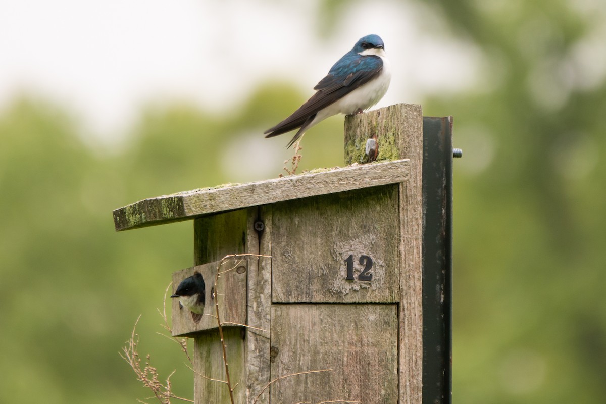 Tree Swallow - Marilyn Henry