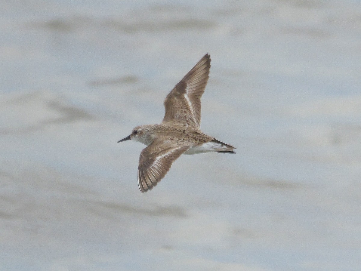 Semipalmated Sandpiper - Roger Horn