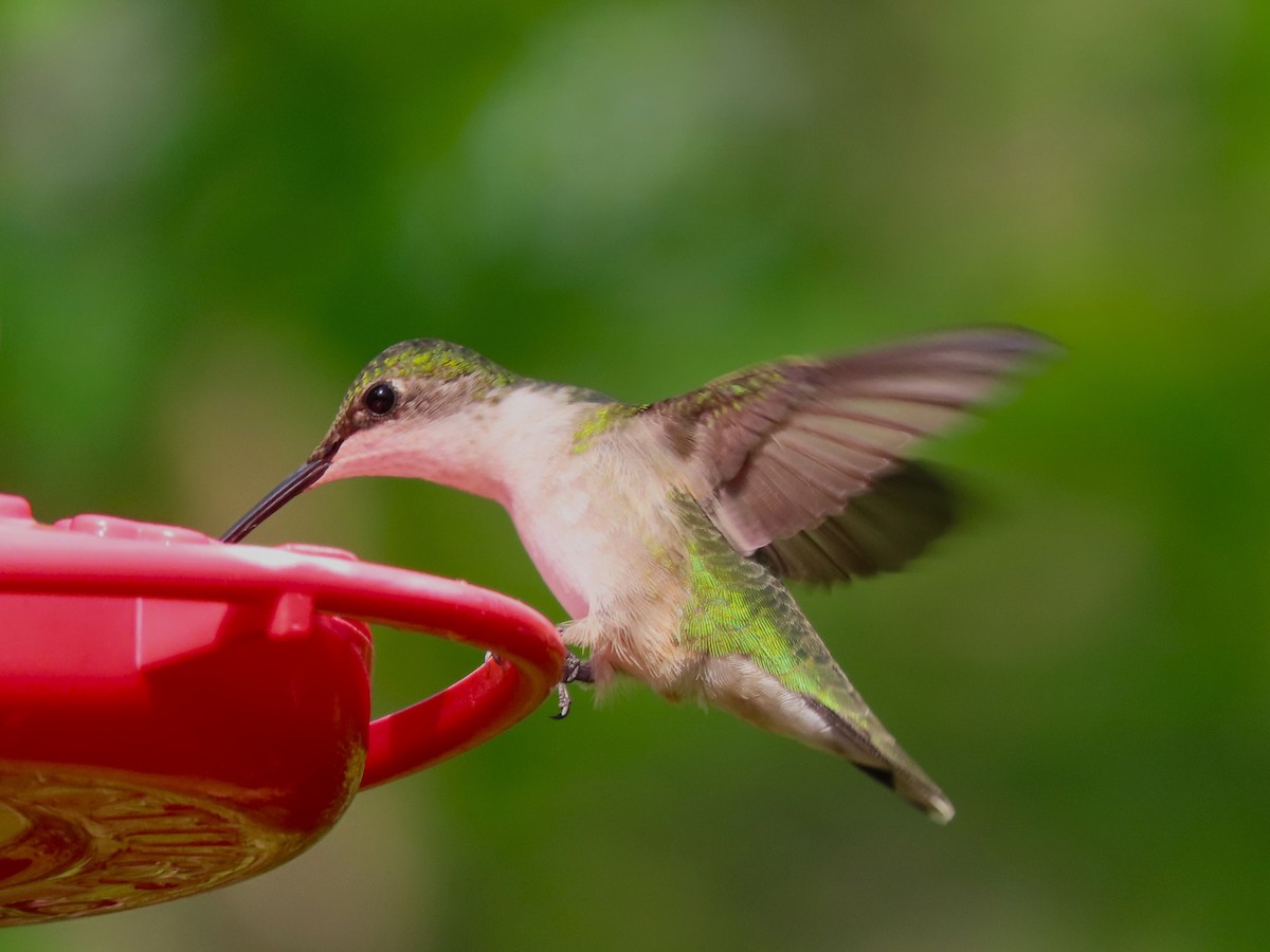 Ruby-throated Hummingbird - Dave&Kerry Sehloff
