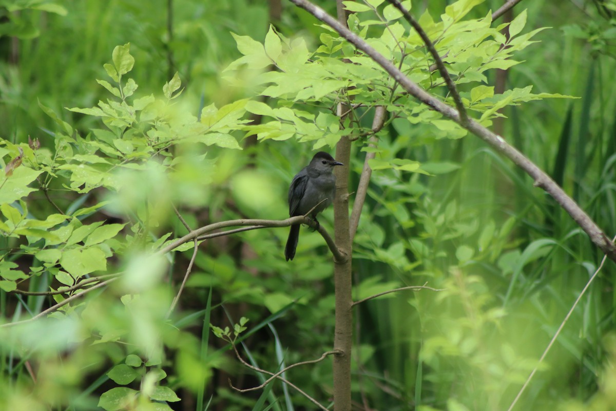 Gray Catbird - ML619058184