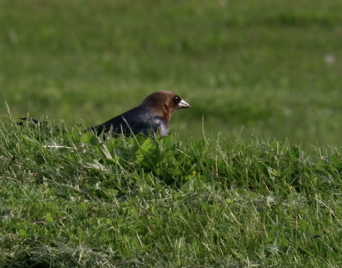 Brown-headed Cowbird - Adrianne Knighton