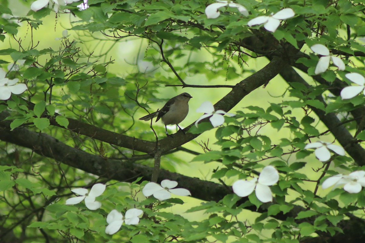 Northern Mockingbird - Cory Ruchlin