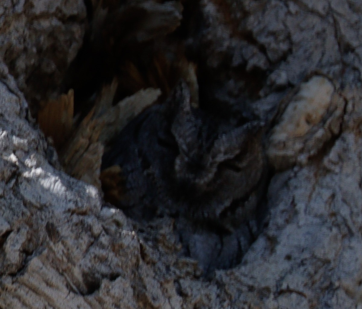 Western Screech-Owl - Daphne Asbell