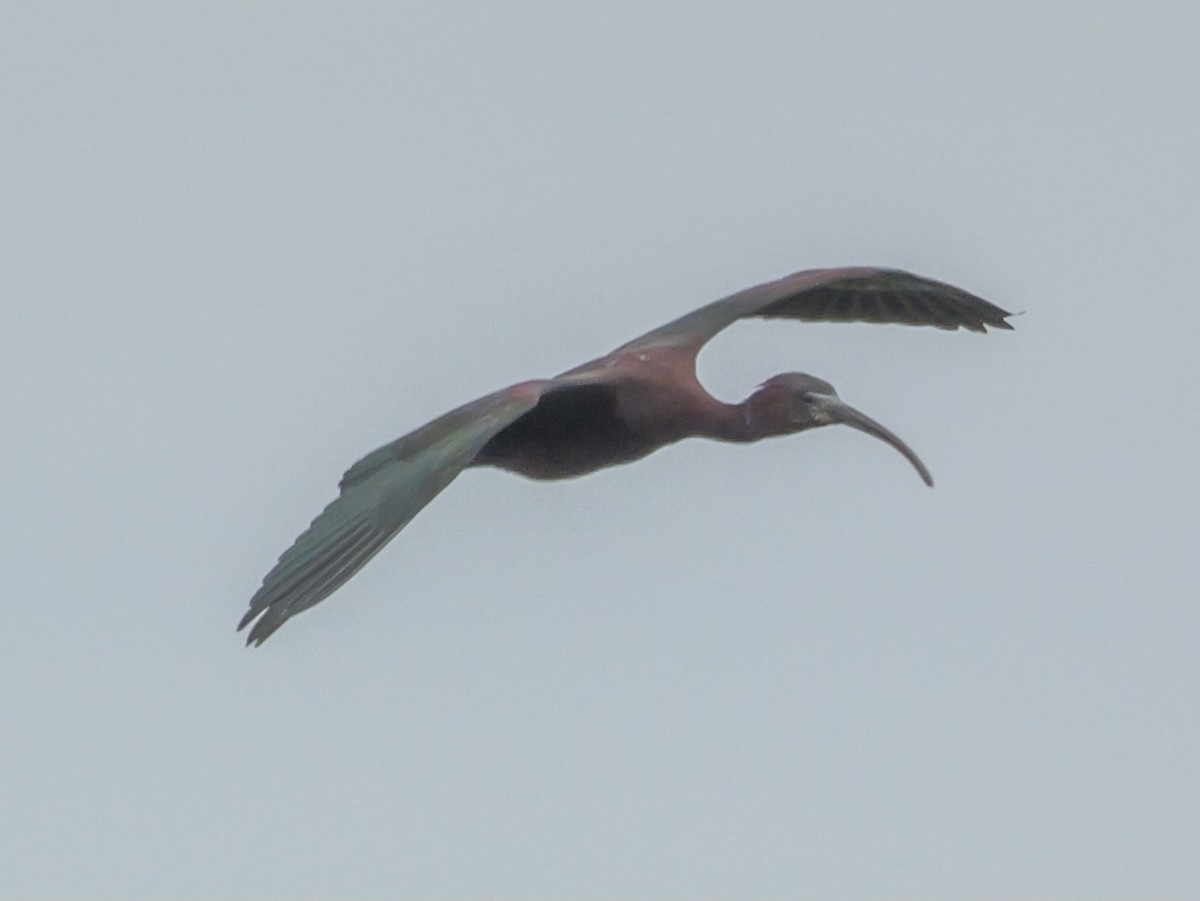 Glossy Ibis - Roger Horn