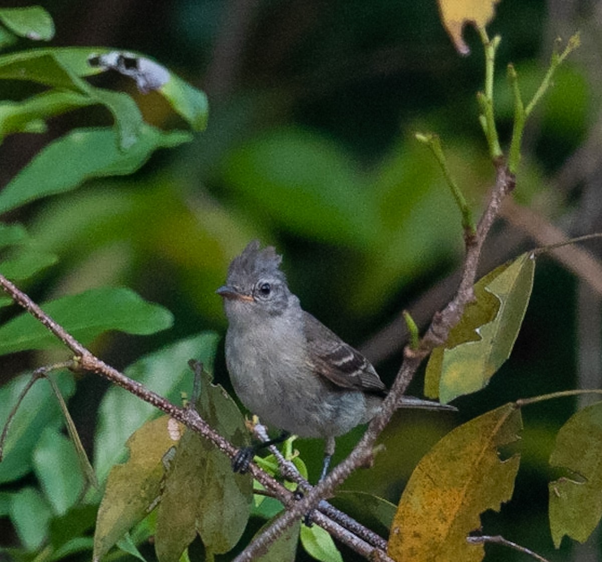 Southern Beardless-Tyrannulet - Marcus Müller