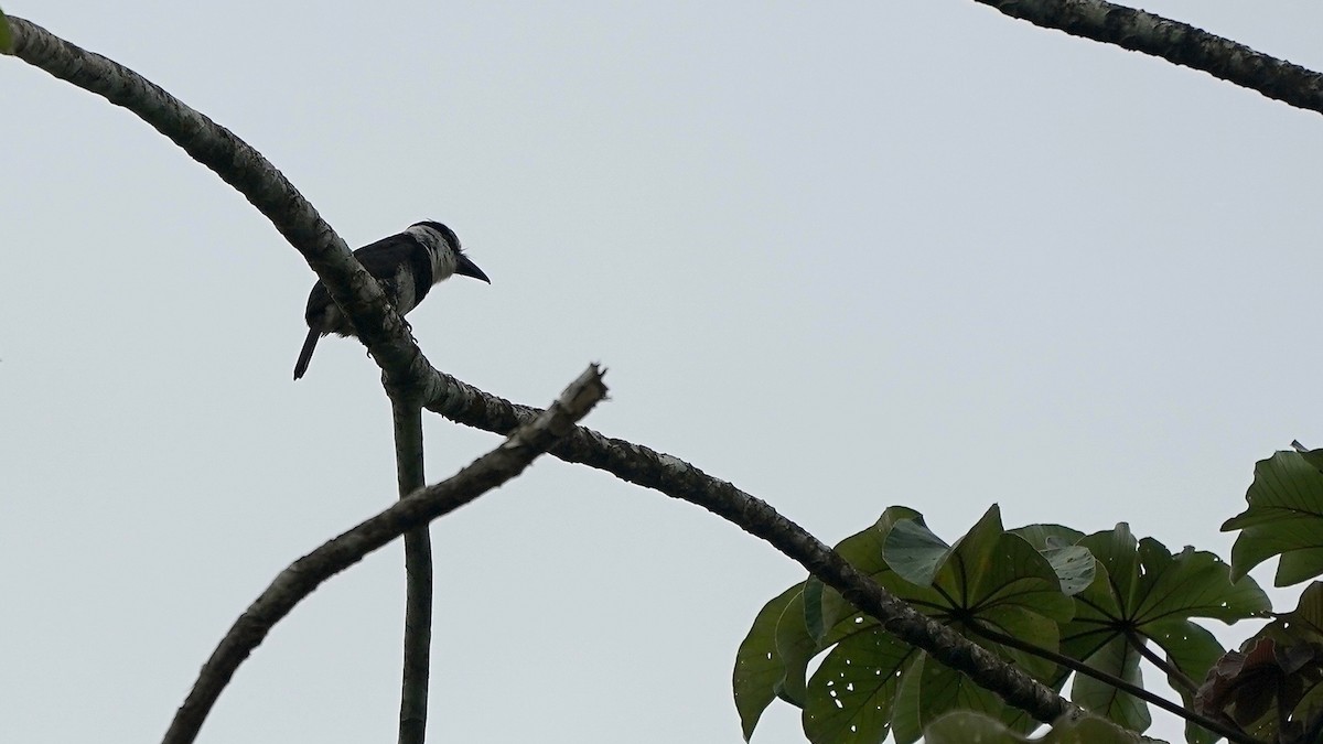 White-necked Puffbird - Indira Thirkannad