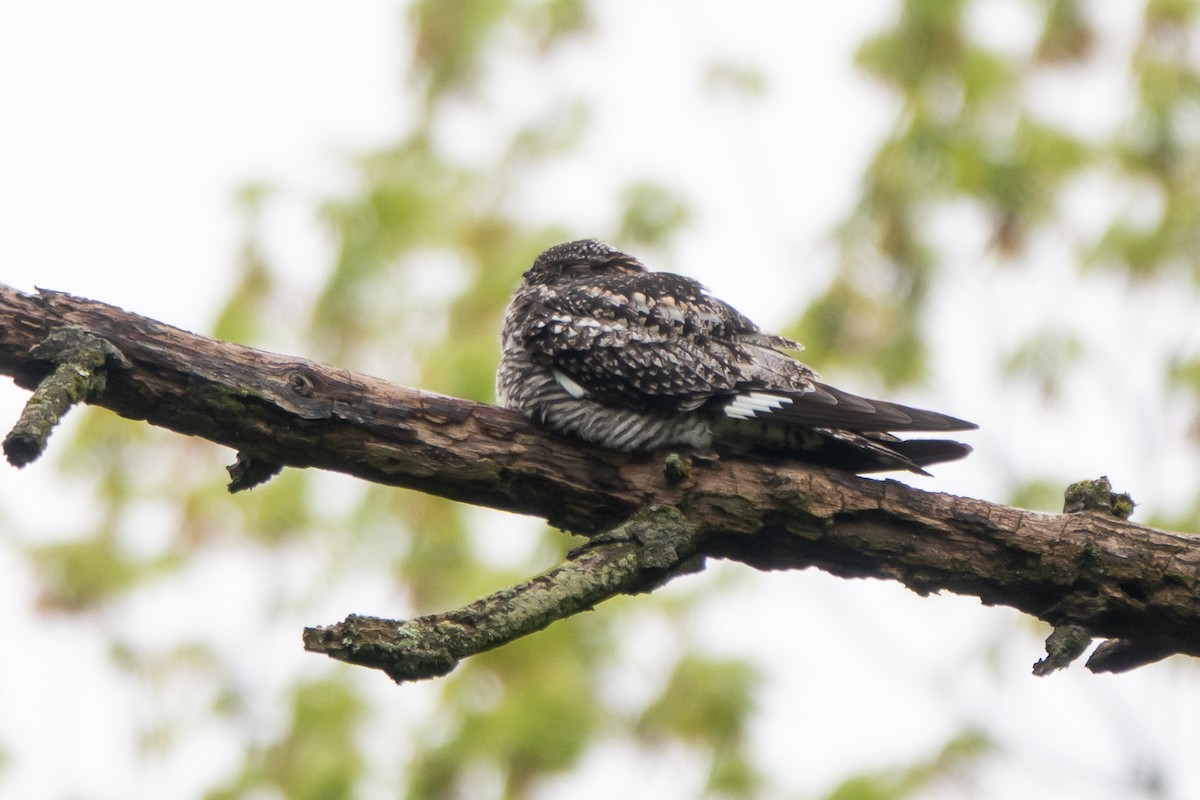 Common Nighthawk - ML619058214