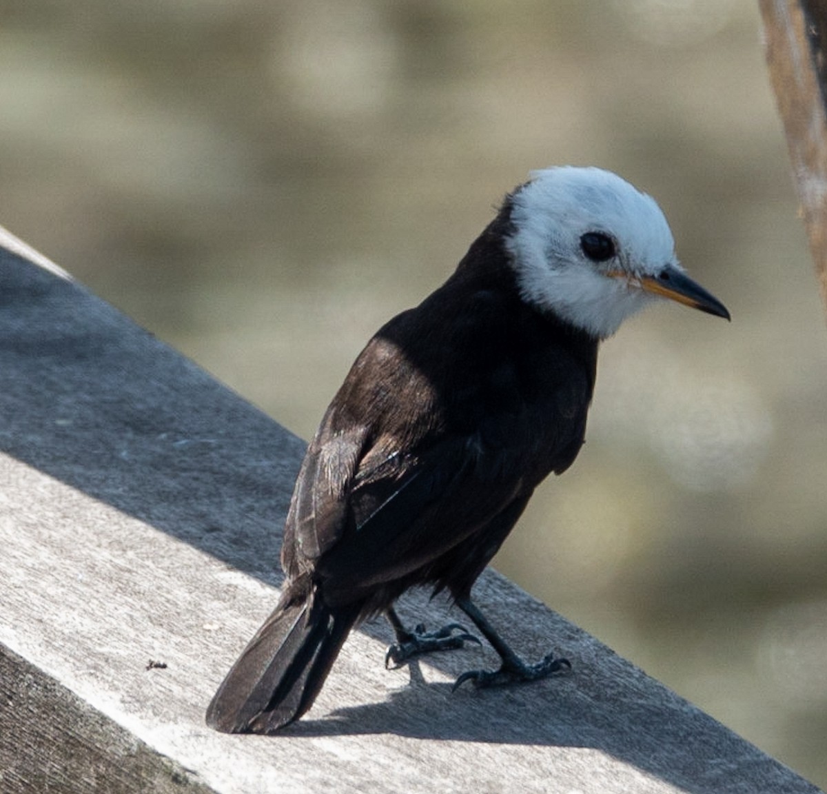 White-headed Marsh Tyrant - ML619058218