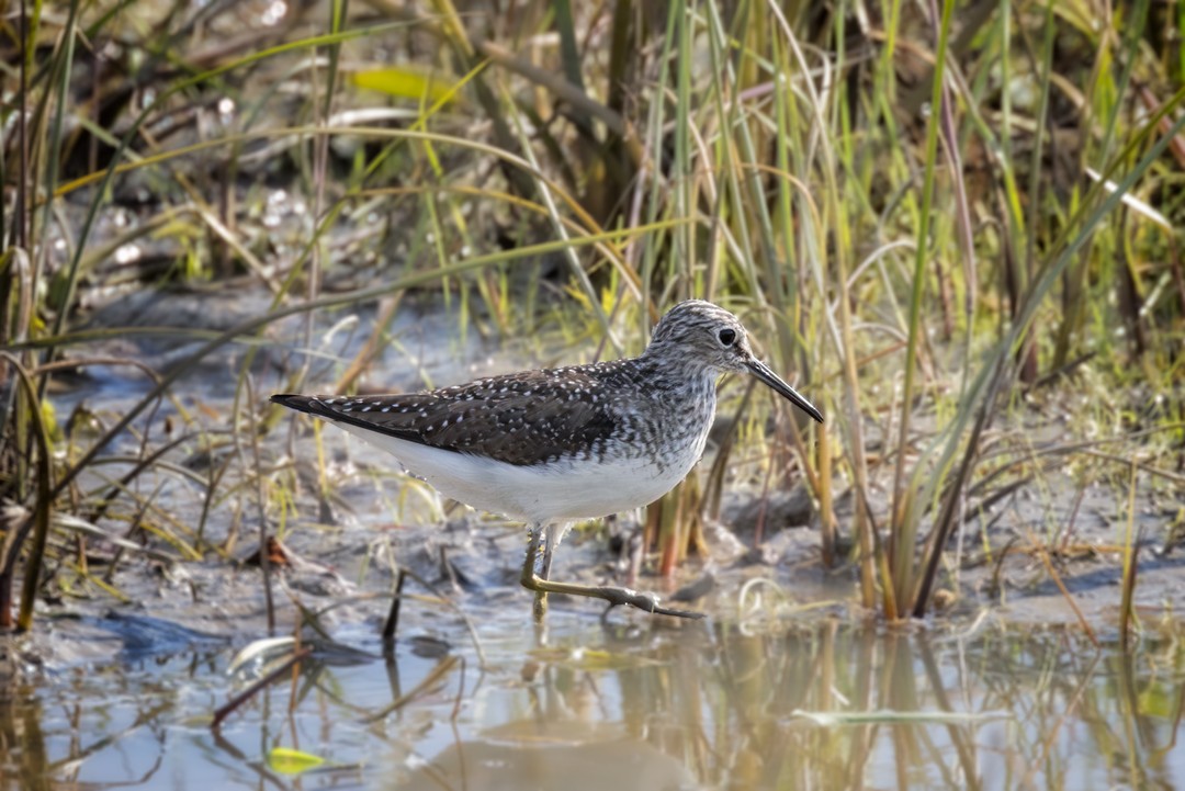 Solitary Sandpiper - ML619058236