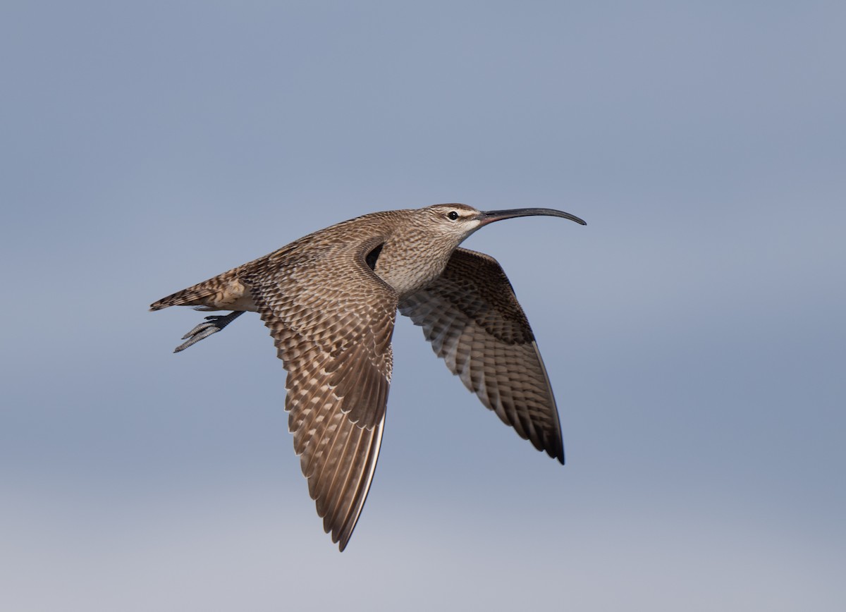 Whimbrel - Buzz Scher