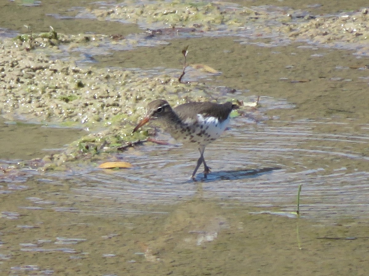 Spotted Sandpiper - ML619058240