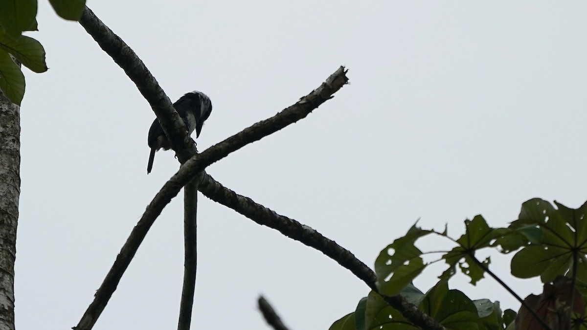 White-necked Puffbird - Indira Thirkannad