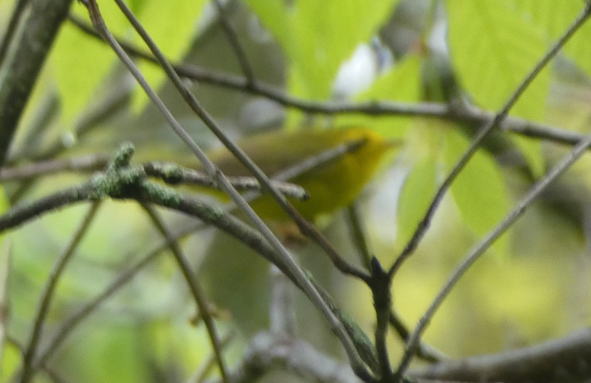 Wilson's Warbler - ML619058262