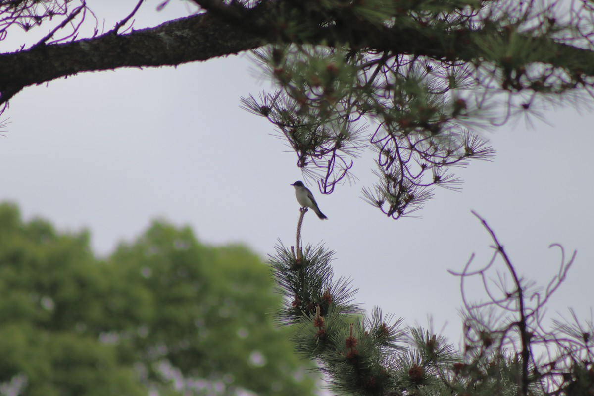 Eastern Kingbird - ML619058272